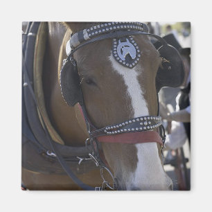 Imán Caballo de transporte