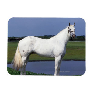 Imán Caballo del Appaloosa