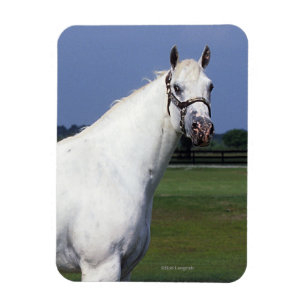 Imán Caballo del Appaloosa