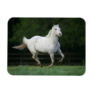 Imán Caballo del Appaloosa que corre 1
