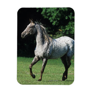 Imán Caballo del Appaloosa que corre 2