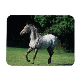 Imán Caballo del Appaloosa que corre 2