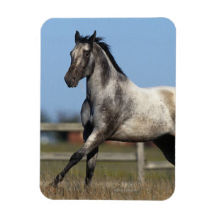 Imán Caballo del Appaloosa que corre 3