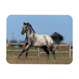 Imán Caballo del Appaloosa que corre 3