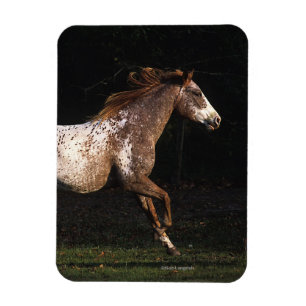 Imán Caballo del Appaloosa que corre 4