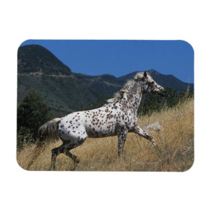 Imán Caballo del Appaloosa que funciona con para arriba
