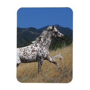 Imán Caballo del Appaloosa que funciona con para arriba