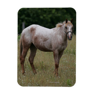 Imán Caballo del Appaloosa que se coloca en la hierba
