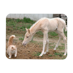 Imán Caballo del bebé del Palomino y gato del granero