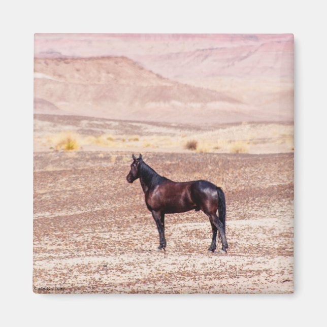 Imán Caballo desierto P8664 (Frente)