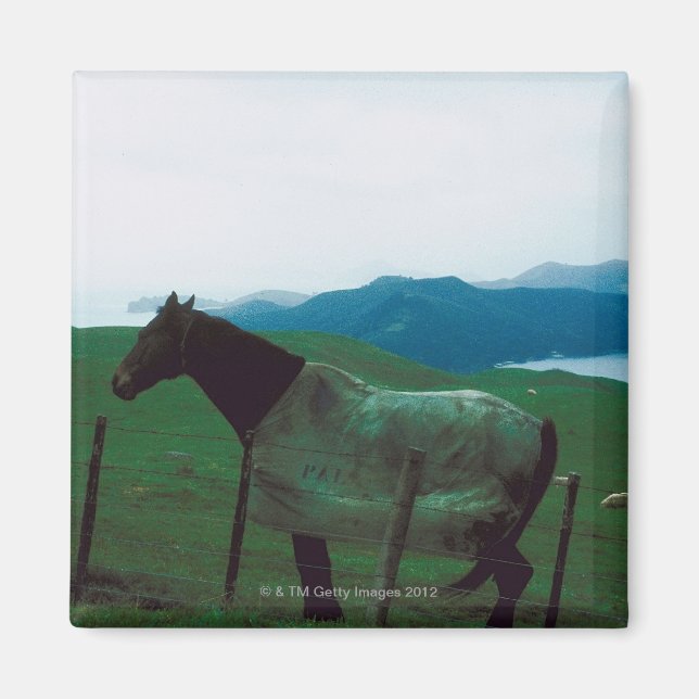 Imán Caballo detrás de la valla (Frente)
