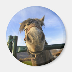 Imán Caballo divertido
