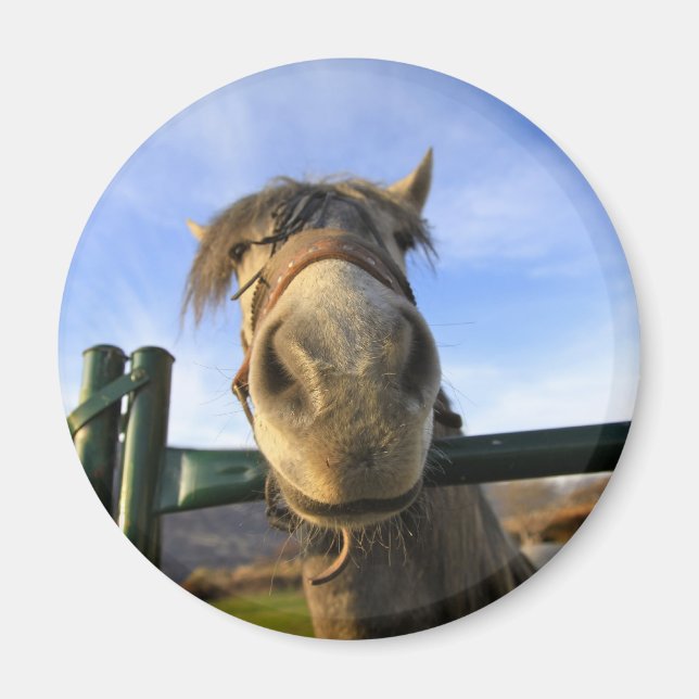 Imán Caballo divertido (Frente)