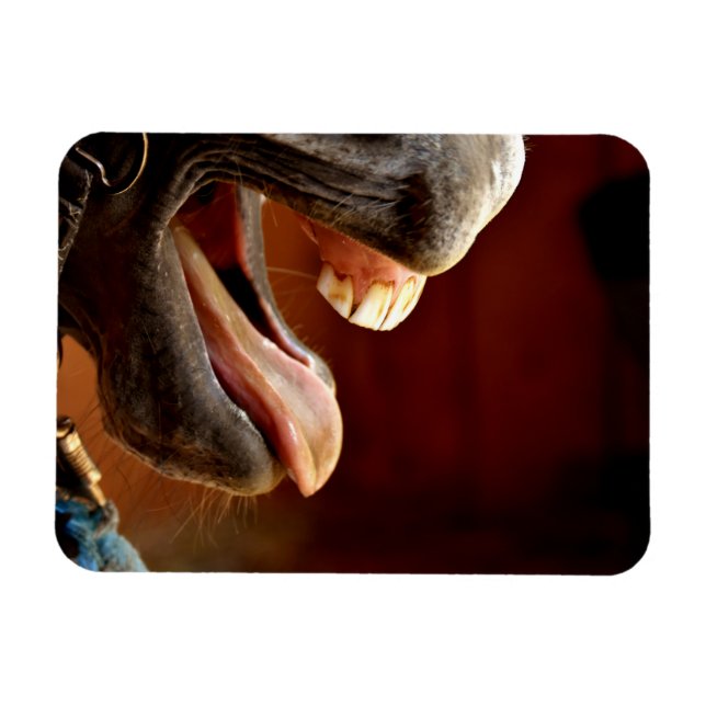 Imán Caballo divertido con boca abierta, lengua fuera (Horizontal)