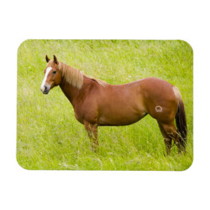 Imán Caballo en campo de primavera