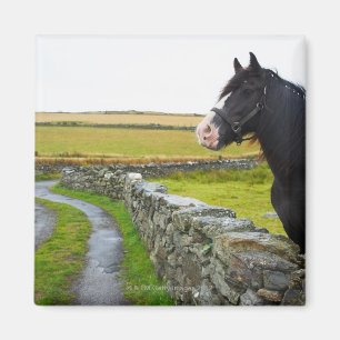 Imán Caballo en granja en la Inglaterra rural