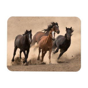 Imán Caballo en la caída II