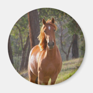 Imán Caballo en las maderas
