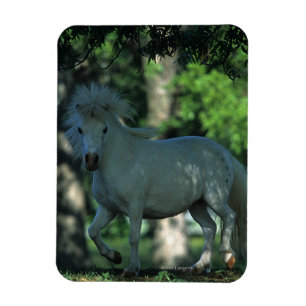 Imán Caballo en miniatura en los árboles
