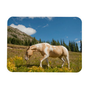 Imán Caballo en pastizales en una pradera alpina en ver