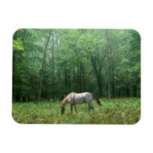 Imán Caballo en prado
