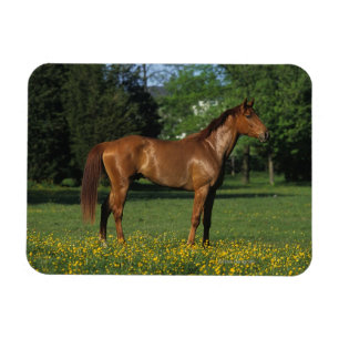 Imán Caballo excelente en flores