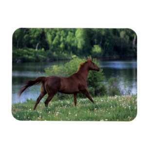 Imán Caballo excelente que se coloca en flores