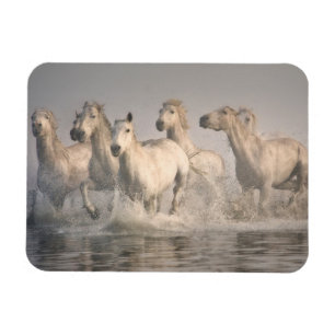Imán Caballo galopando en el agua mediterránea