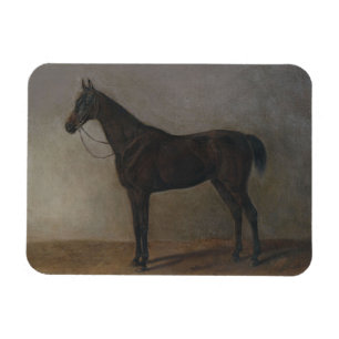 Imán Caballo Gelding Bay (por Albrecht Adam)
