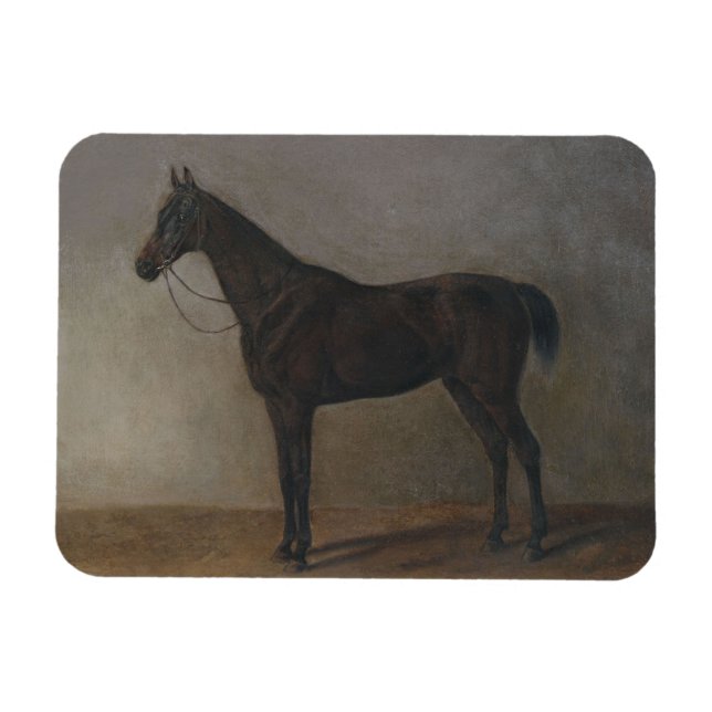 Imán Caballo Gelding Bay (por Albrecht Adam) (Horizontal)