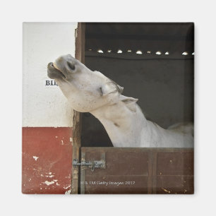 Imán Caballo gris en un establo