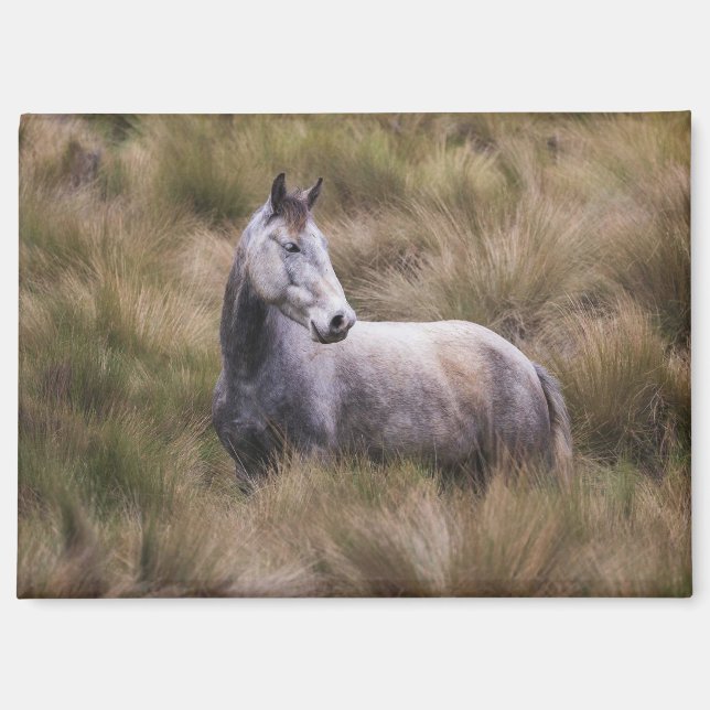Imán Caballo gris hermoso (Anverso)