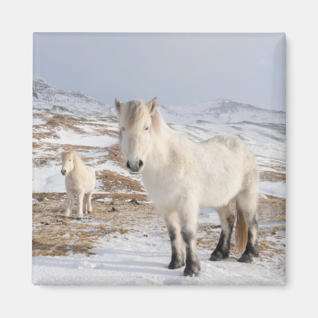Imán Caballo islandés | Blonduos, Islandia (Frente)