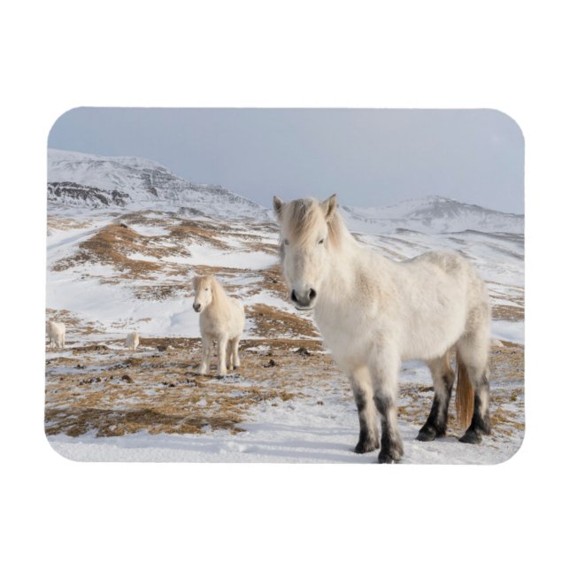Imán Caballo islandés | Blonduos, Islandia (Horizontal)