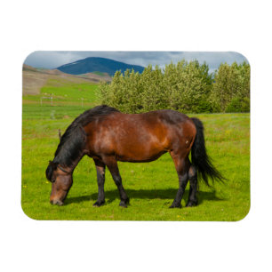 Imán Caballo islandés de Mossfellsbaer
