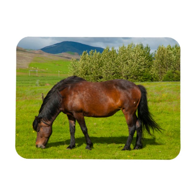Imán Caballo islandés de Mossfellsbaer (Horizontal)