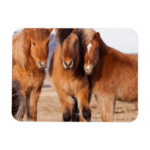 Imán Caballo islandés durante el invierno