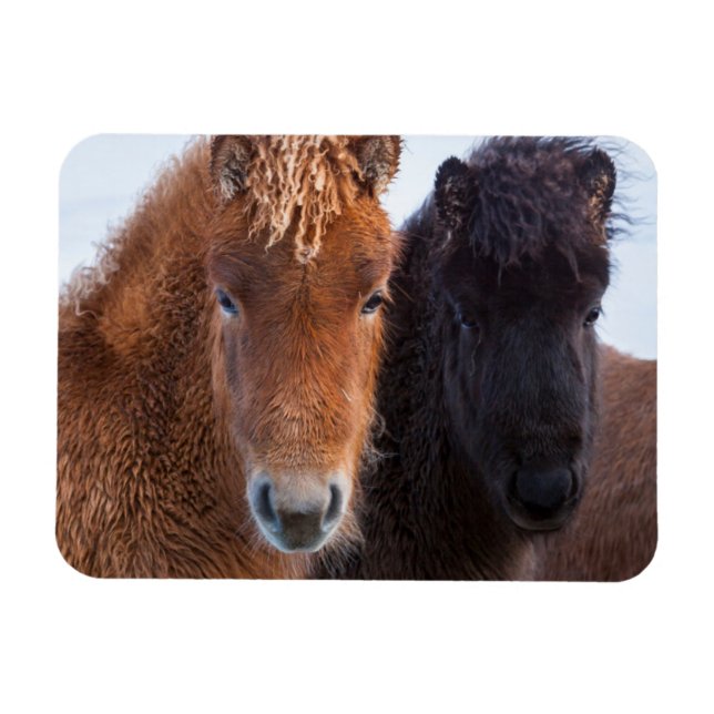 Imán Caballo islandés durante el invierno en Islandia (Horizontal)