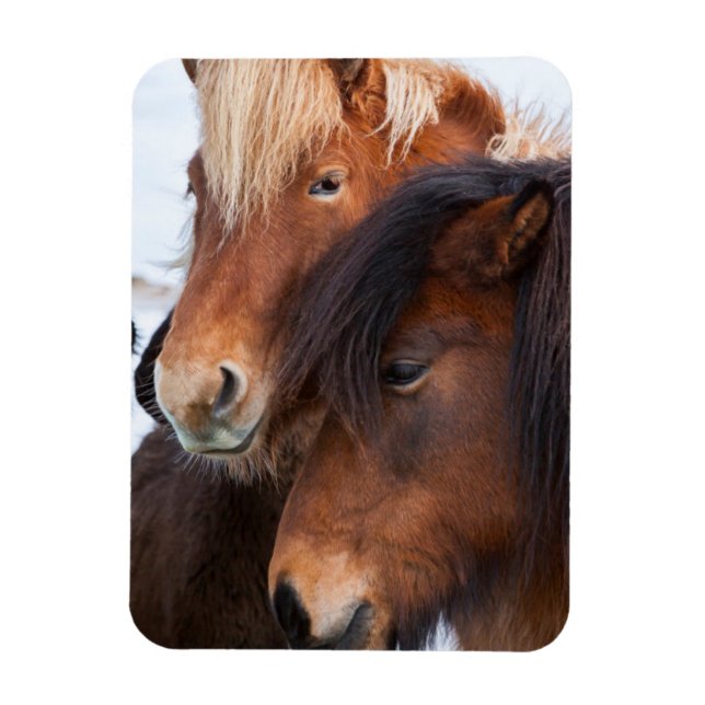 Imán Caballo islandés durante el invierno en Islandia (Vertical)