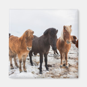 Imán Caballo islandés durante el invierno Islandia