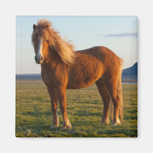 Imán Caballo islandés en luz del atardecer (Frente)