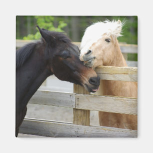Imán Caballo Lovin