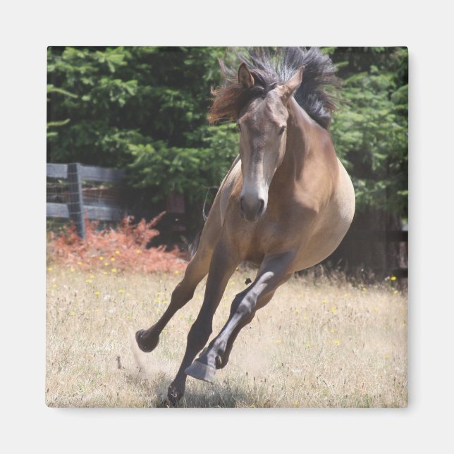 Imán Caballo Lusitano en Libertad Magnet (Frente)