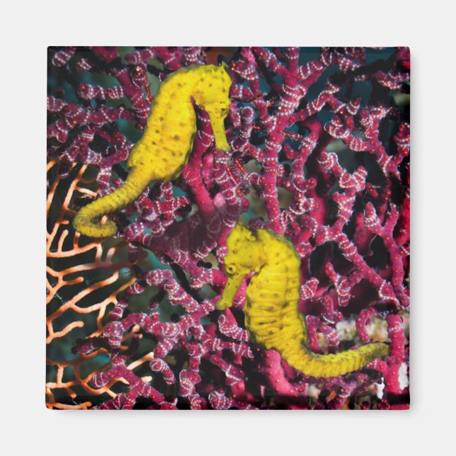 Imán Caballo marino común | Hippocampus Taeniopterus (Frente)