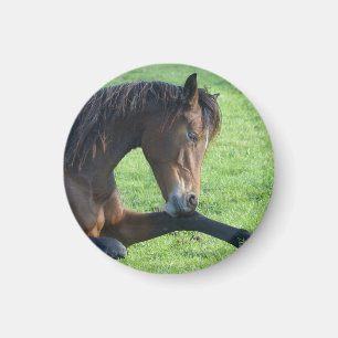Imán Caballo marrón bonito en la hierba