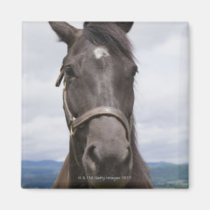 Imán Caballo marrón oscuro