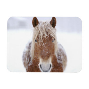Imán Caballo marrón parado en campo nevado cerca.