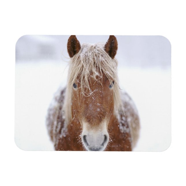 Imán Caballo marrón parado en campo nevado cerca. (Horizontal)