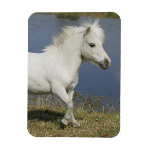 Imán Caballo miniatura que corre cerca del agua