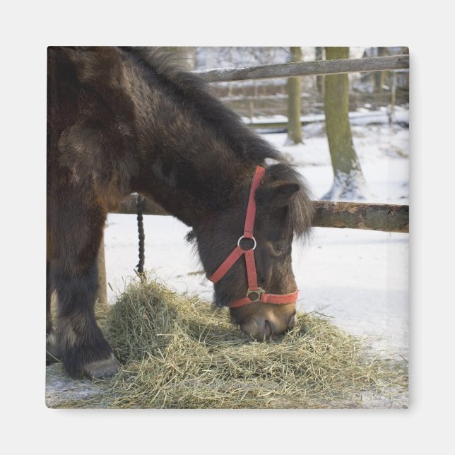 Imán Caballo nativo de Gotland (Frente)